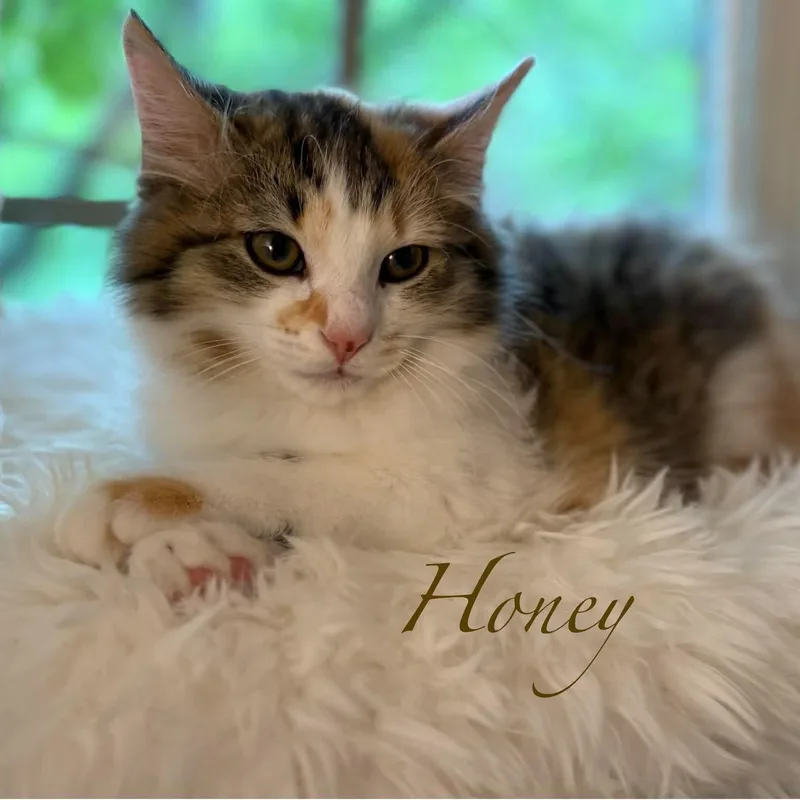 Honey thumbnail 3