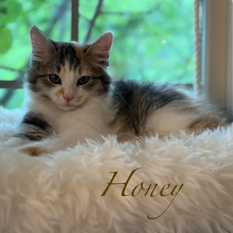 Honey thumbnail 4