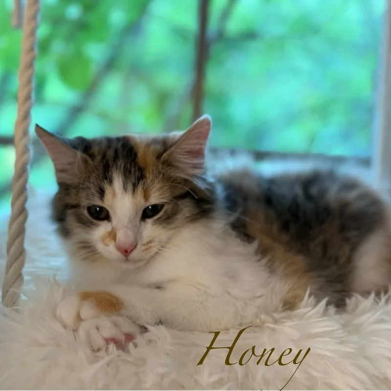 Honey thumbnail 5