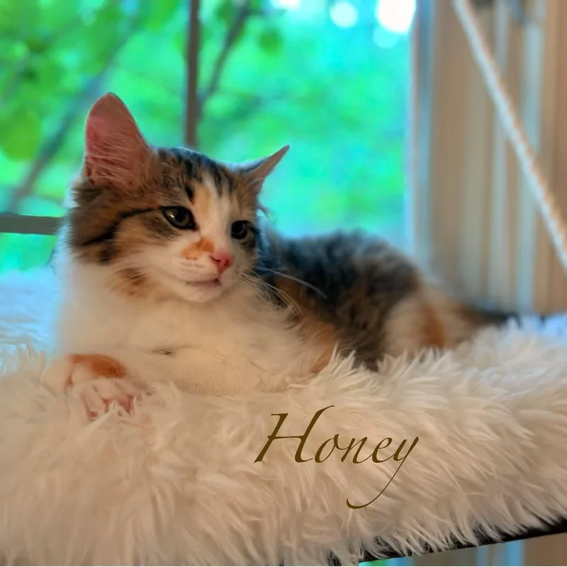 Honey thumbnail 6