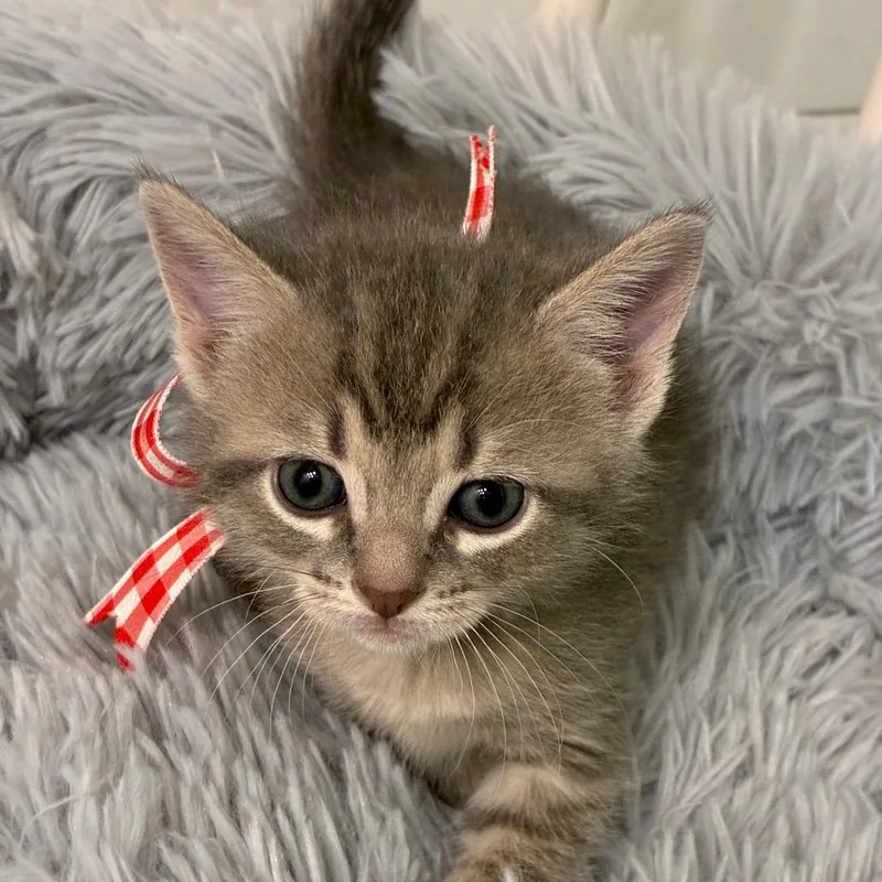 A baby small-sized female Gray / Blue / Silver Domestic Short Hair cat named Aurora for adoption in Evansville, IN