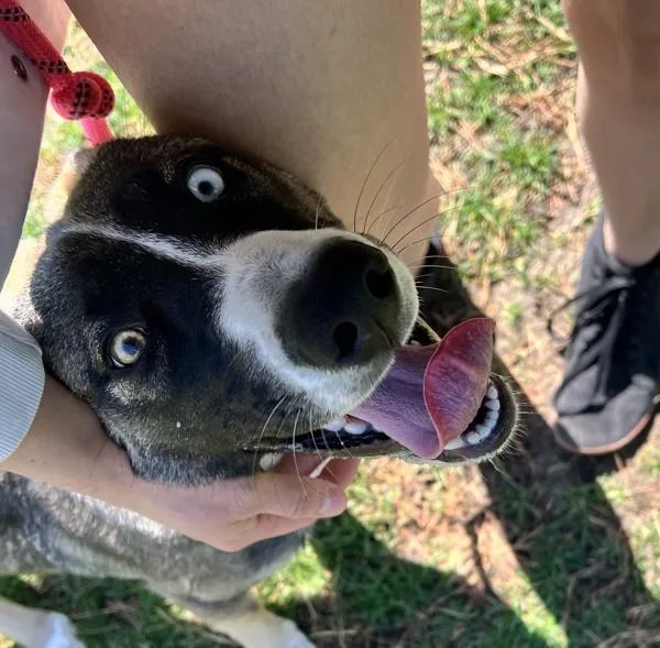 A young medium-sized female Siberian Husky dog named Huc for adoption in Sioux City, IA