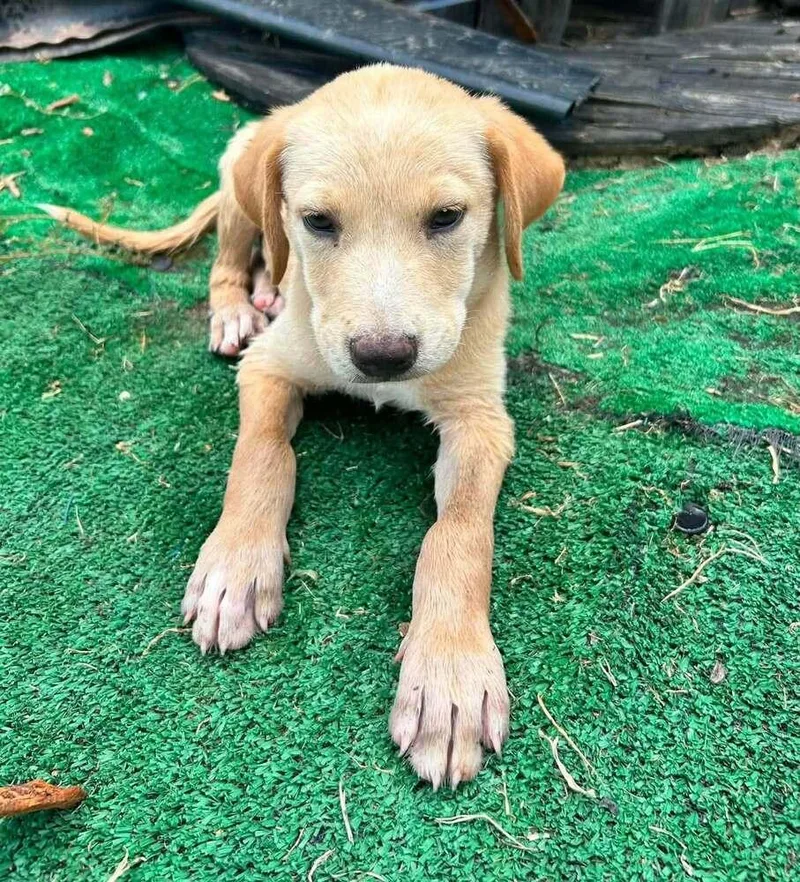 A baby medium-sized male White / Cream Labrador Retriever dog named Jude "COMING SOON" for adoption in Richardson, TX