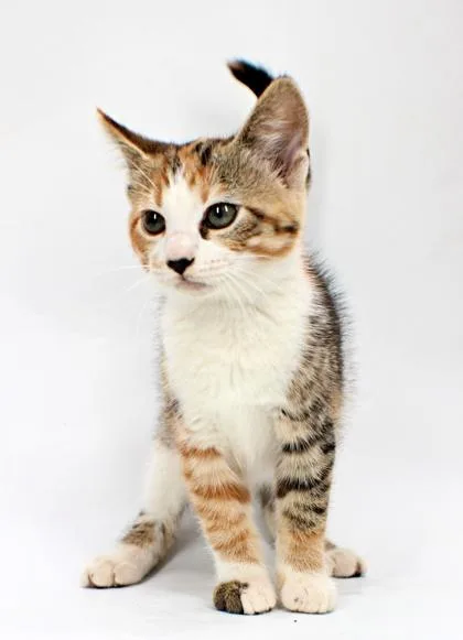 A baby small-sized female Domestic Short Hair cat named Kinsley for adoption in Morton Grove, IL