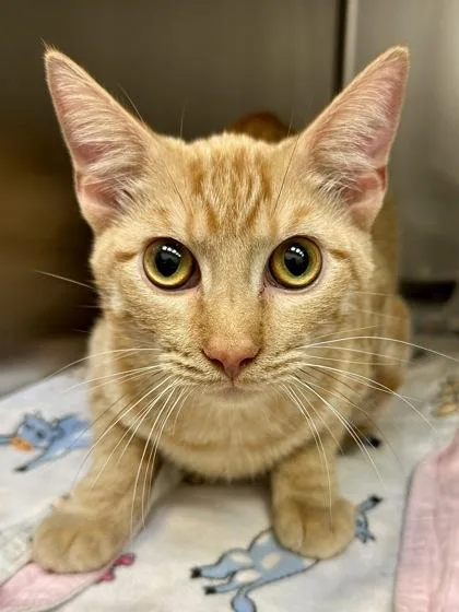 An adult medium-sized male Orange / Red Domestic Short Hair cat named Dean for adoption in Wichita, KS