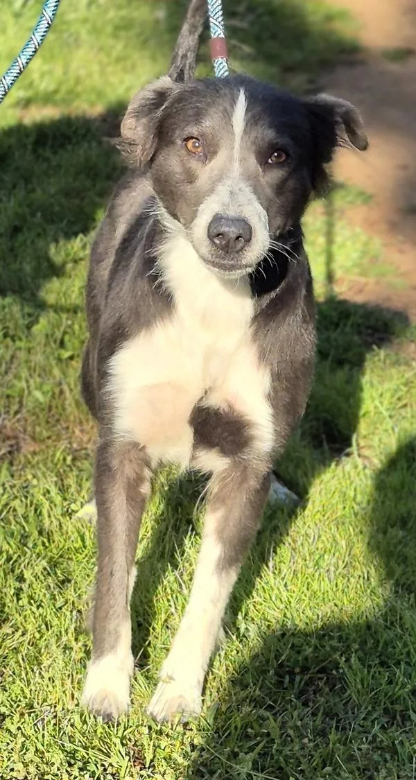 Pen  Lorelai Hw+ thumbnail 2