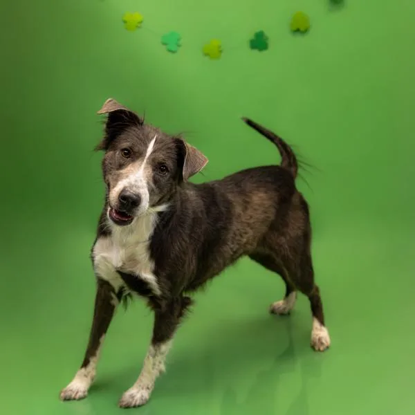 Pen  Lorelai Hw+ thumbnail 4