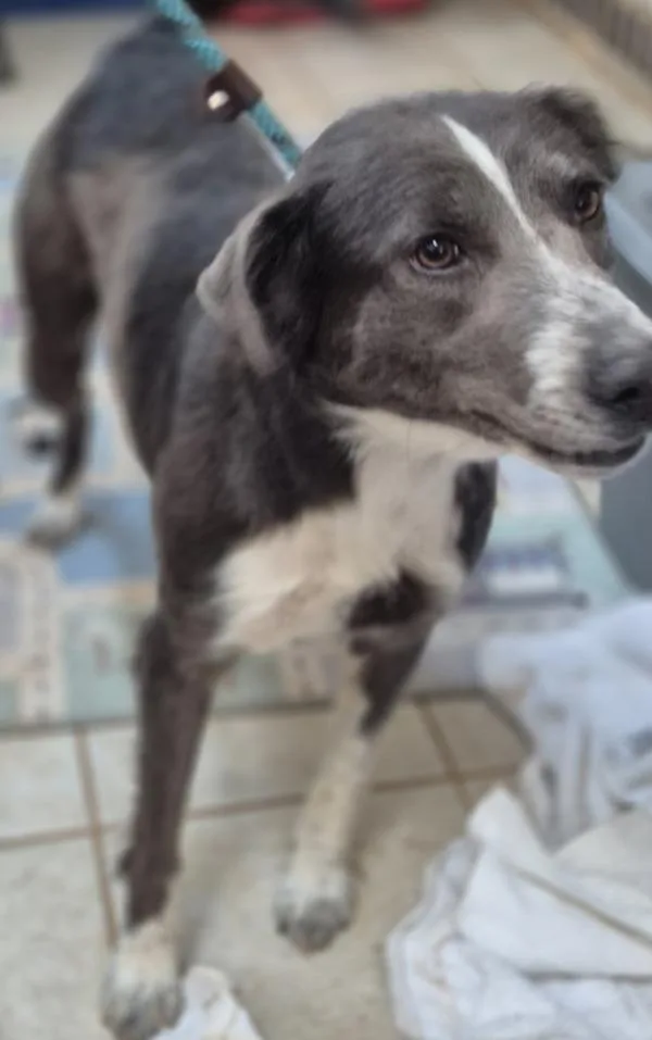 Pen  Lorelai Hw+ thumbnail 5