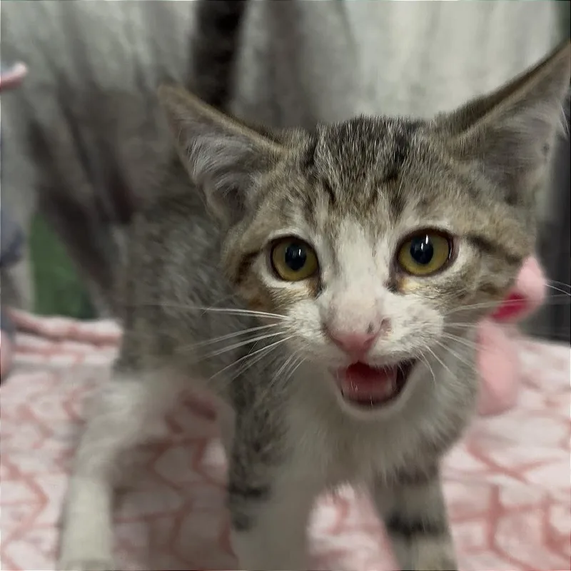A baby small-sized male White Domestic Short Hair cat named Drewry for adoption in Monroeville, AL
