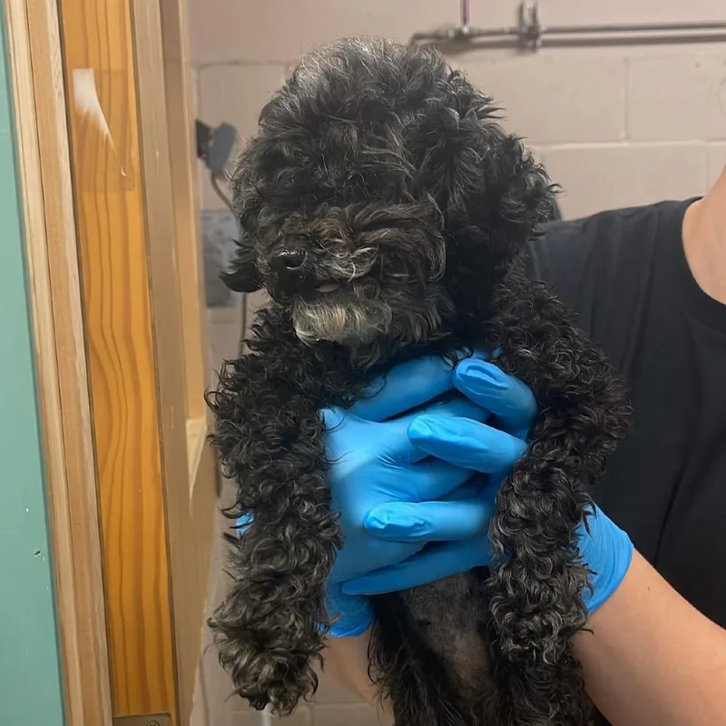 A senior small-sized female Black Toy Poodle dog named Shelly for adoption in Tacoma, WA