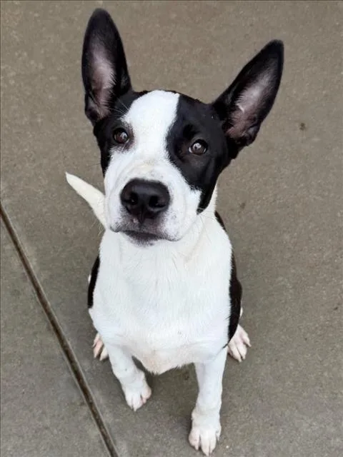An adult medium-sized male Staffordshire Bull Terrier dog named Ivan for adoption in Tulsa, OK