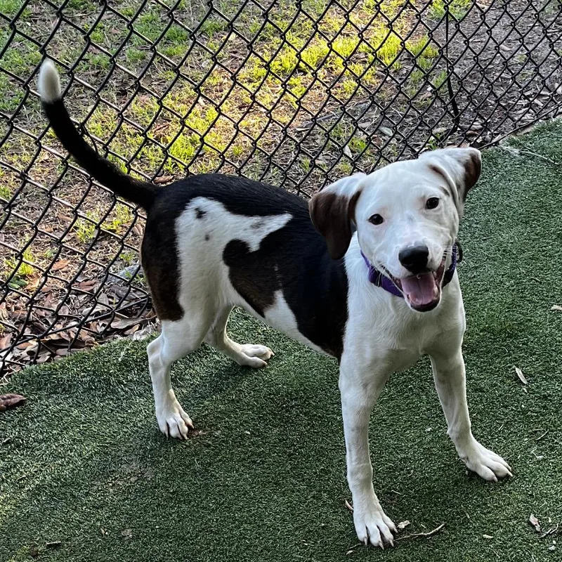 A young medium-sized female White / Cream Mixed Breed dog named Augusta for adoption in Lakeland, FL