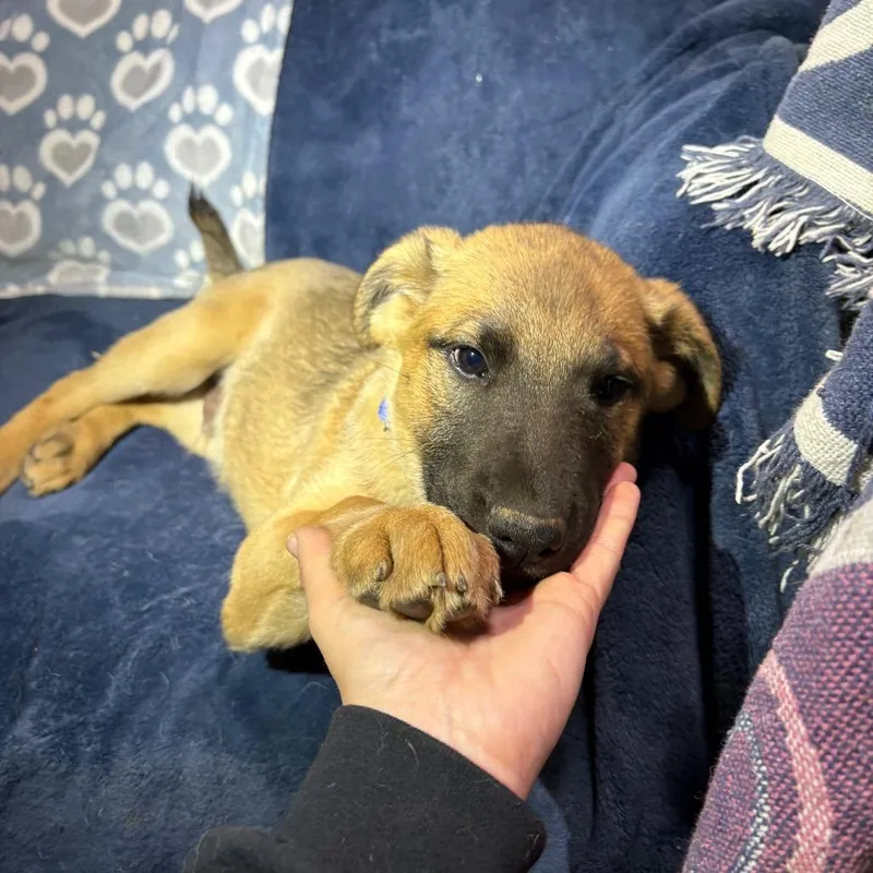A young large-sized male Brown / Chocolate Anatolian Shepherd dog named Brier for adoption in Riverside, CA