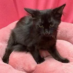 A baby medium-sized female Black Domestic Long Hair cat named Ira for adoption in Green Valley, AZ