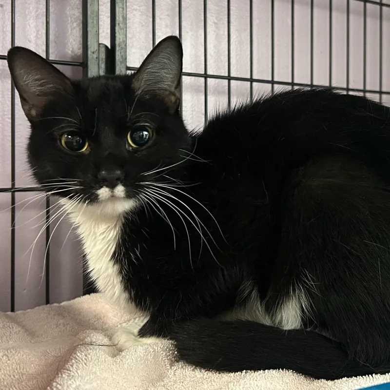 An adult medium-sized female Black Domestic Short Hair cat named Bee Have for adoption in Davenport, IA