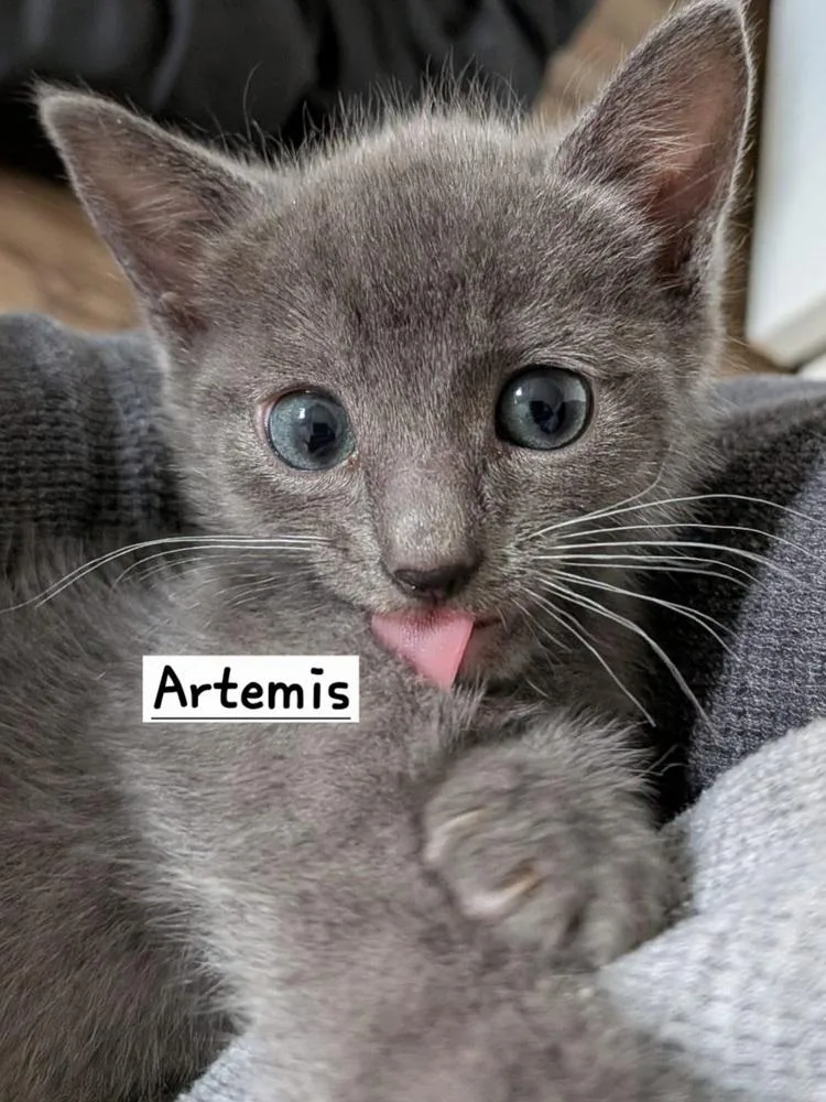A baby small-sized male Russian Blue cat named Artemis for adoption in Calimesa, CA