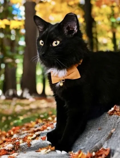 An adult medium-sized male Domestic Long Hair cat named Neyo for adoption in Fort Worth, TX