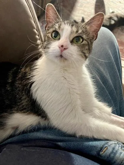 A young medium-sized female Domestic Short Hair cat named Galleta for adoption in Fort Worth, TX