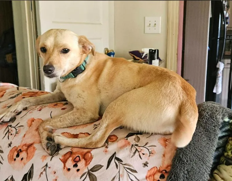 A young small-sized female Mixed Breed dog named Miracle in LA for adoption in Cranston, RI