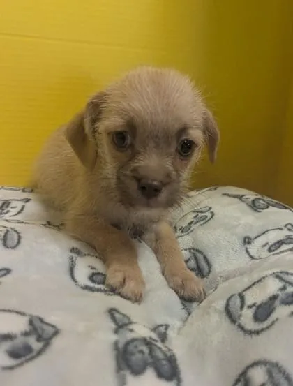 A baby small-sized female Terrier dog named Miss Piggy for adoption in Houston, TX