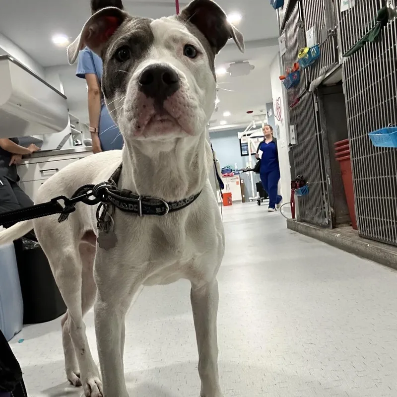 A baby medium-sized male White / Cream Pit Bull Terrier dog named Juicebox for adoption in Northbrook, IL