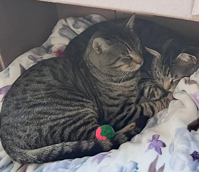 A young large-sized male Tabby (Brown / Chocolate) Domestic Short Hair cat named Froggy And Tucker for adoption in Melrose, MA