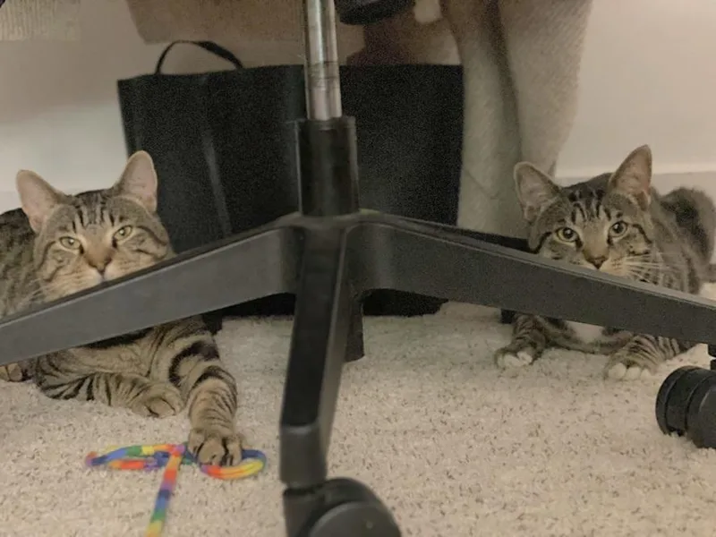 Froggy And Tucker thumbnail 2