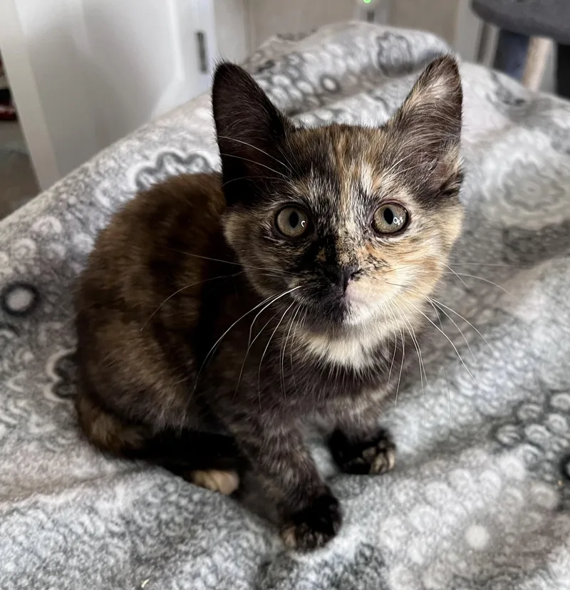 A baby medium-sized female Tortoiseshell Domestic Short Hair cat named Lilac for adoption in Rocky Hill, CT