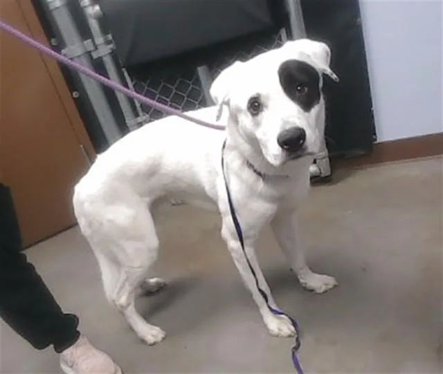 A young large-sized male Great Pyrenees dog named Rembrandt for adoption in Phoenix, AZ