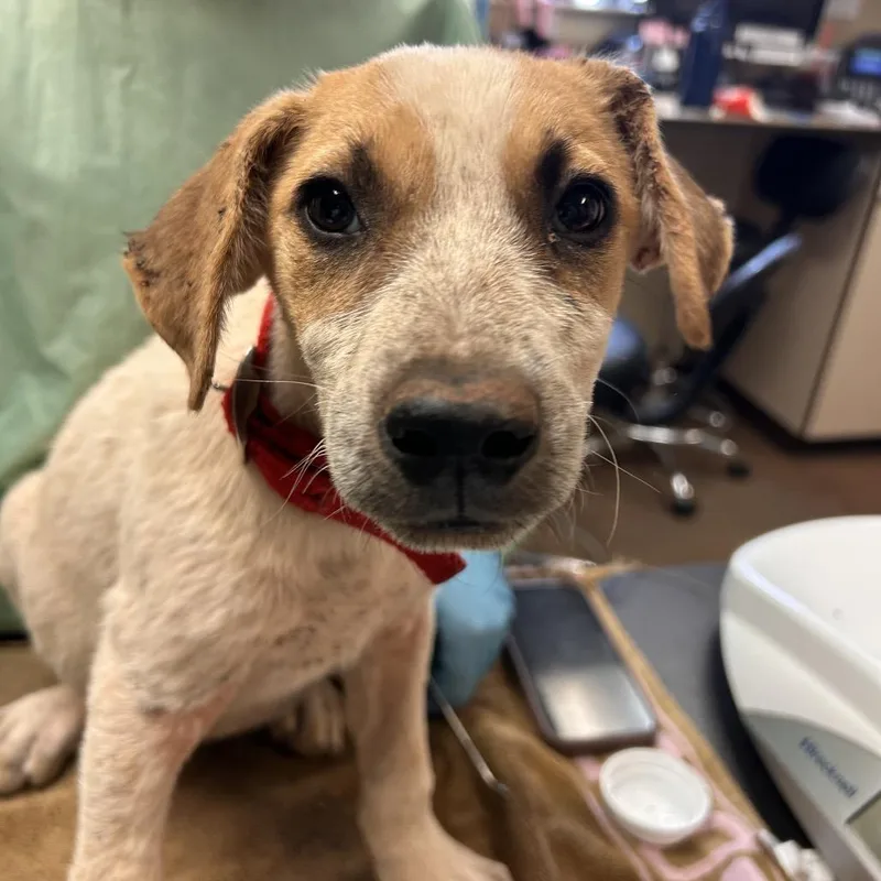 A baby medium-sized male Cattle Dog dog named Freddy for adoption in Flagstaff, AZ