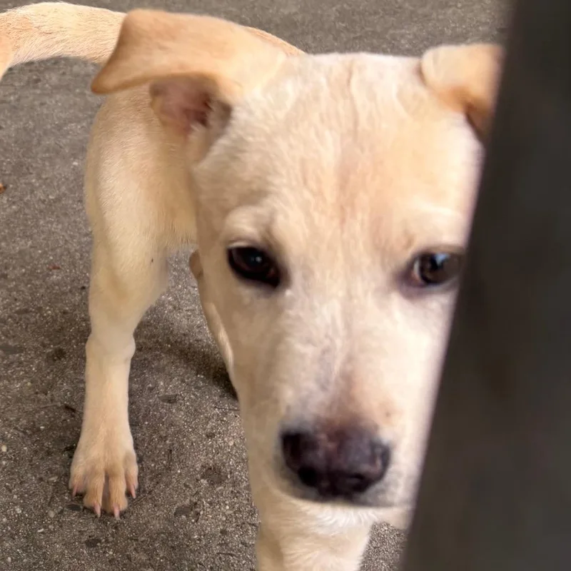 A baby small-sized female Yellow / Tan / Blond / Fawn Mixed Breed dog named Maya for adoption in East Hanover, NJ
