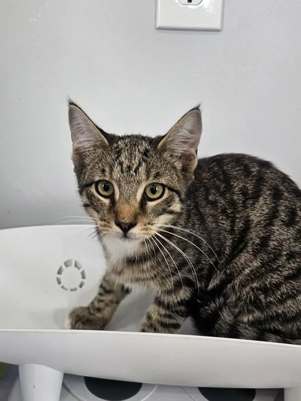 A young medium-sized female Domestic Short Hair cat named BooTercup for adoption in Cleveland, TN