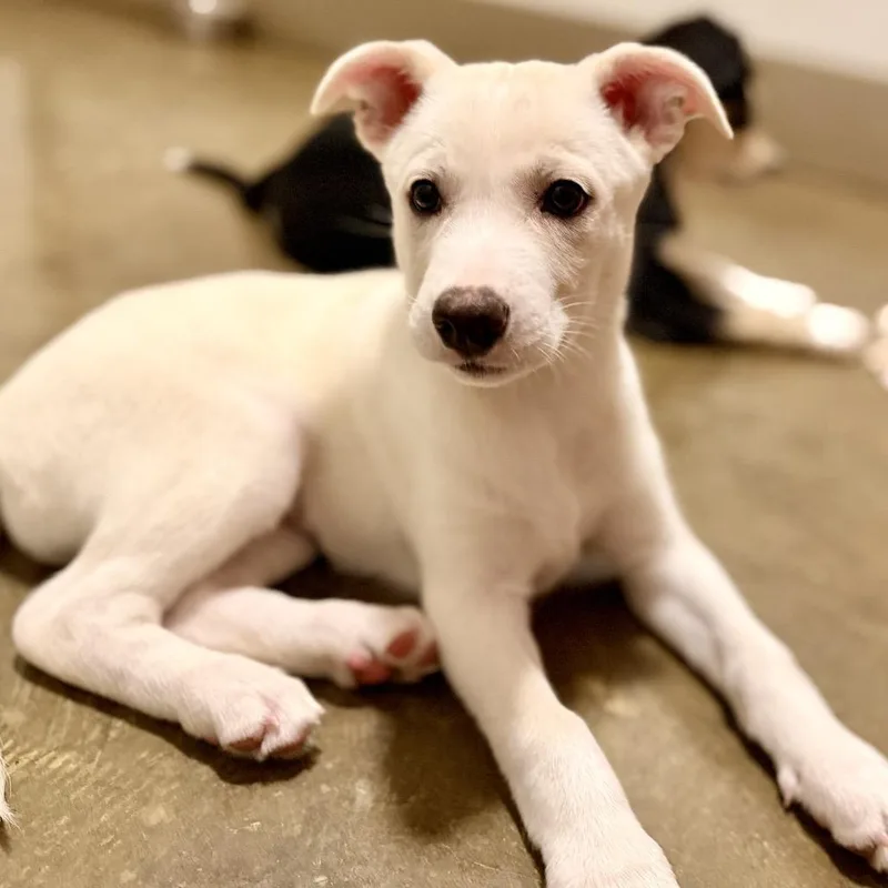 A baby medium-sized female White / Cream Husky dog named Sunny for adoption in Green Bay, WI