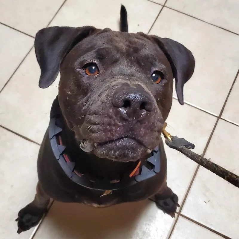 An adult medium-sized female Black Pit Bull Terrier dog named Polly for adoption in Glenmora, LA