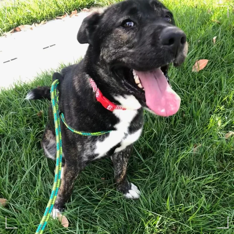 An adult large-sized female Black Dutch Shepherd dog named Autumn for adoption in Upland, CA