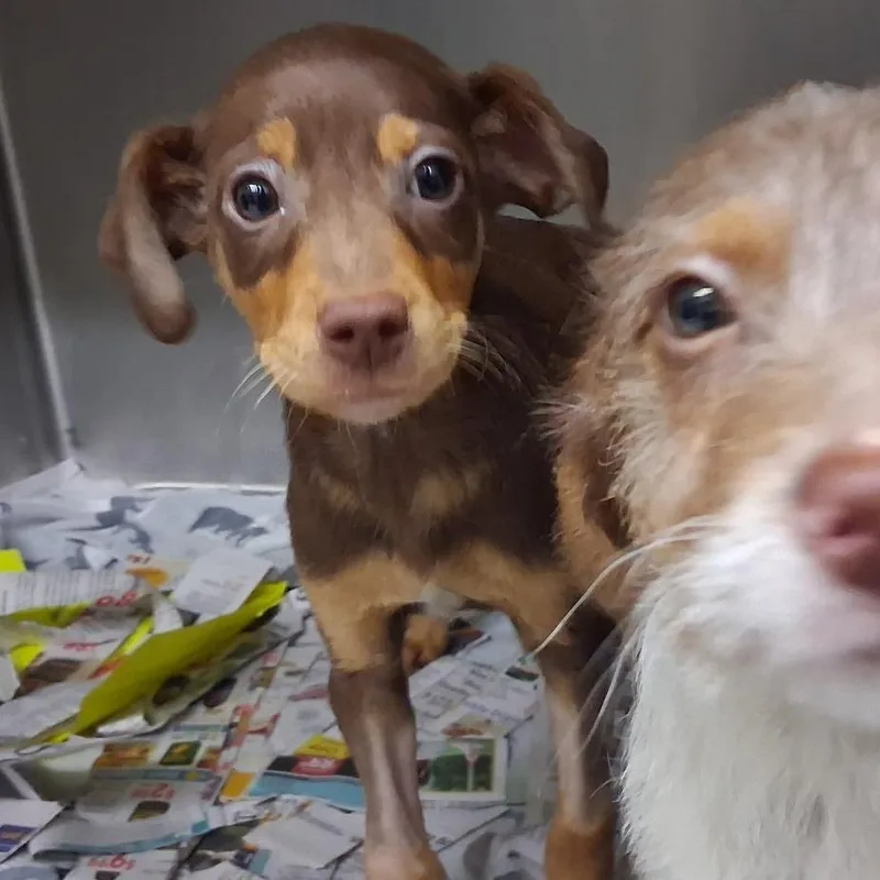 A baby small-sized male Brown / Chocolate Terrier dog named Dipper for adoption in Wappingers Falls, NY