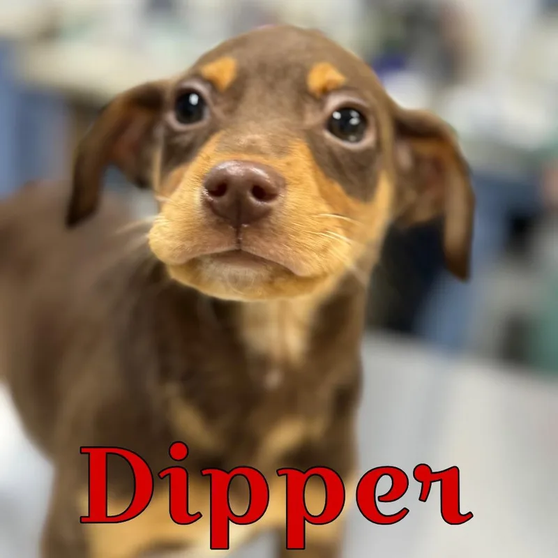 Dipper thumbnail 2