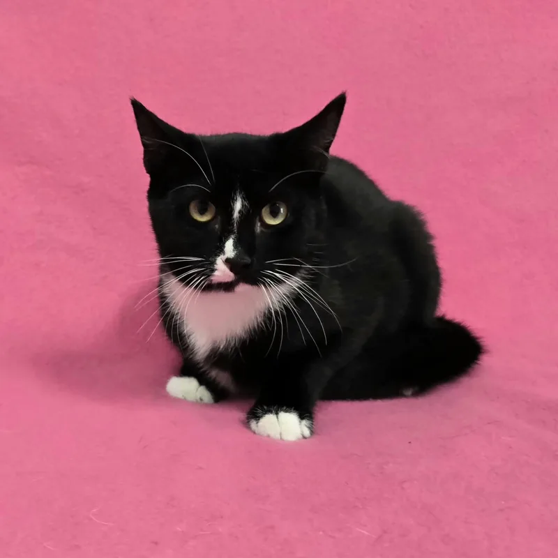 A young medium-sized female Domestic Short Hair cat named Frankie for adoption in Frankfort, IN