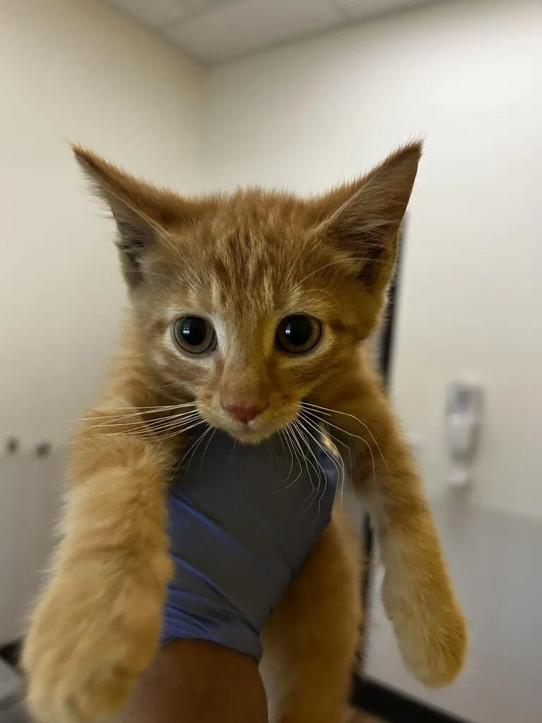A baby small-sized male Tabby (Orange / Red) Domestic Short Hair cat named O'Reilly for adoption in Raleigh, NC