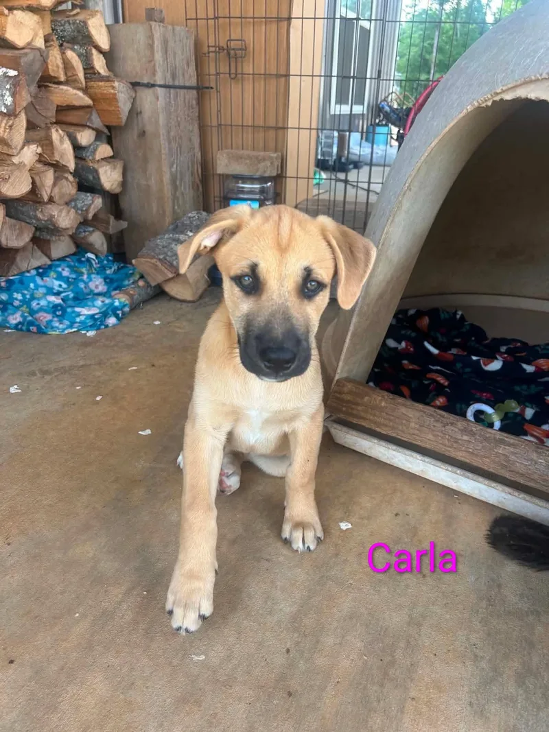 A young medium-sized female Labrador Retriever dog named Carla months AVA for adoption in Sterling, MA