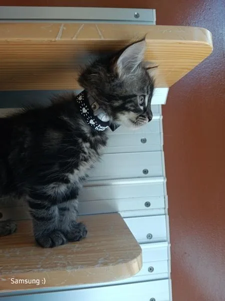A baby small-sized male Domestic Medium Hair cat named Russell for adoption in Monterey, CA