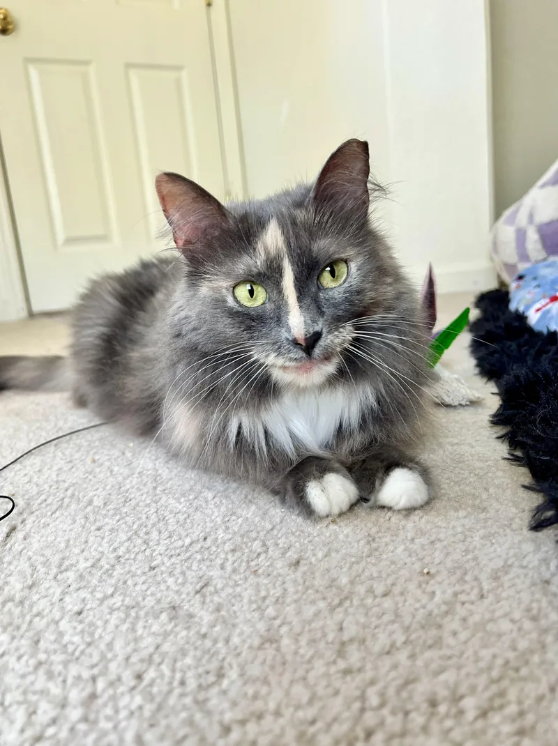 A young small-sized female Domestic Long Hair cat named Silver for adoption in Elk Grove, CA