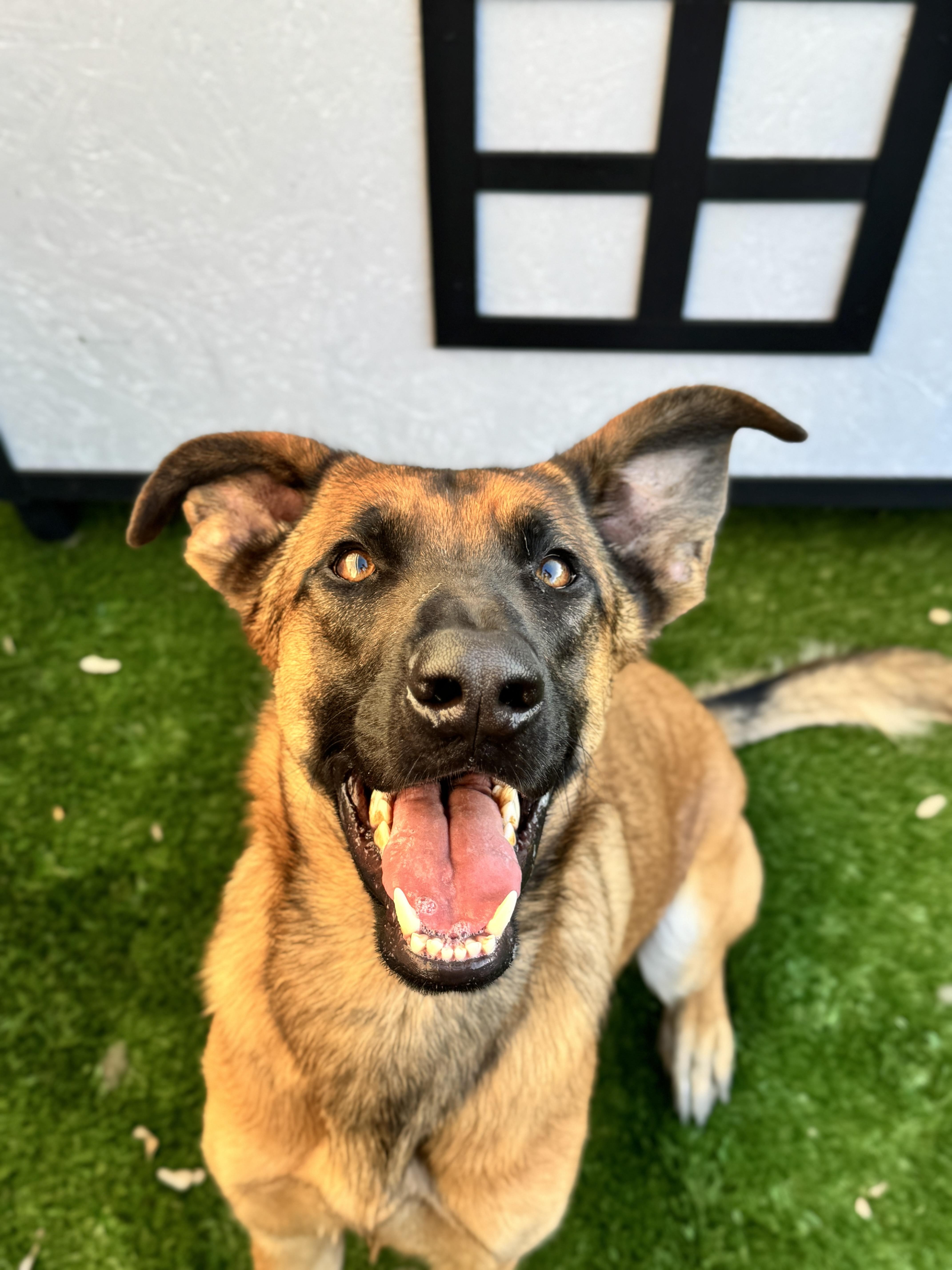 A young medium-sized female German Shepherd Dog dog named Rosie for adoption in Burbank, CA