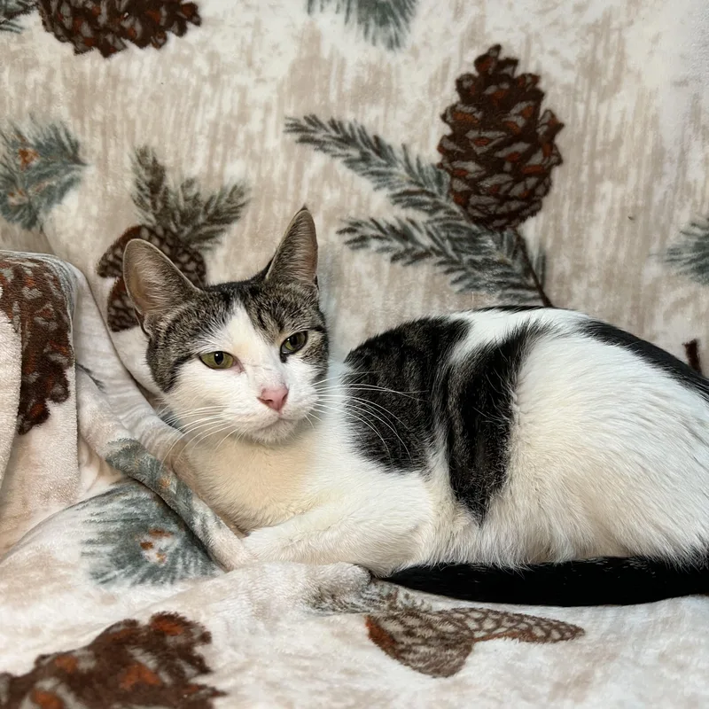 Partridge thumbnail 4