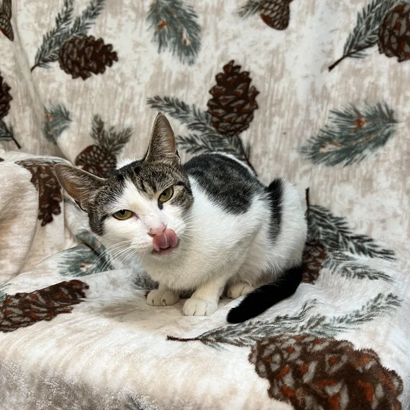 Partridge thumbnail 6