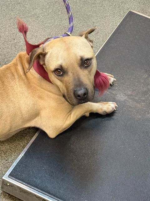 An adult medium-sized female Mixed Breed dog named Aloe for adoption in Jacksonville, FL