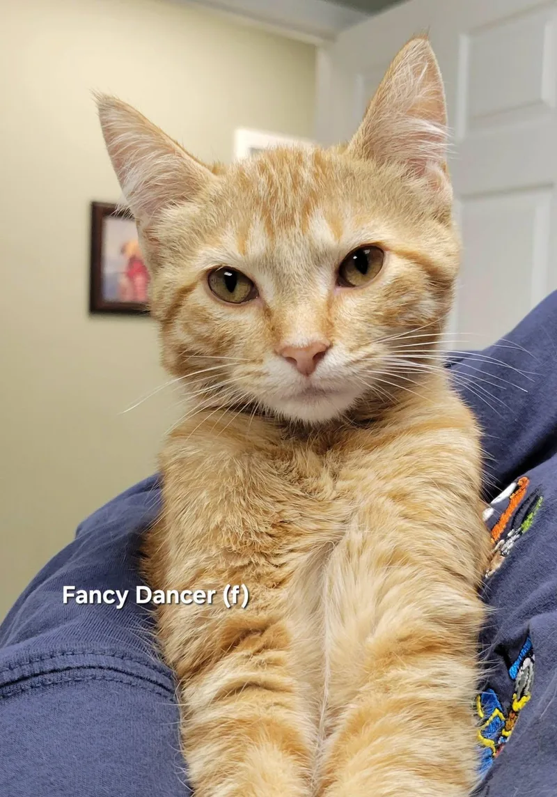 A baby medium-sized female Orange & White Domestic Short Hair cat named Fancy Dancer for adoption in Mazon, IL