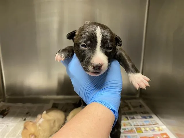 A baby small-sized female Pit Bull Terrier dog named Topaz for adoption in Modesto, CA