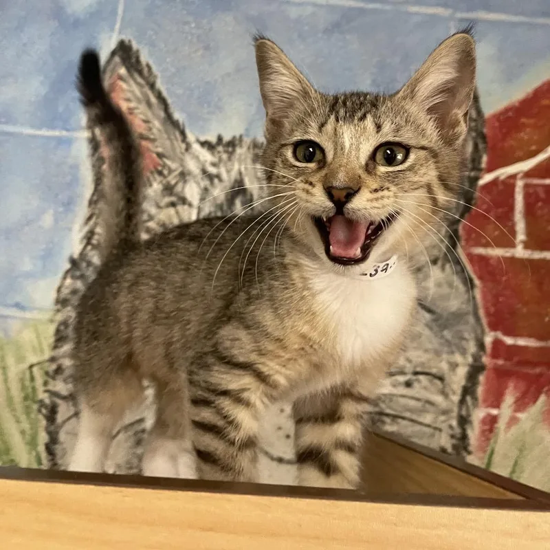 A baby small-sized female Domestic Short Hair cat named Judy for adoption in Laredo, TX