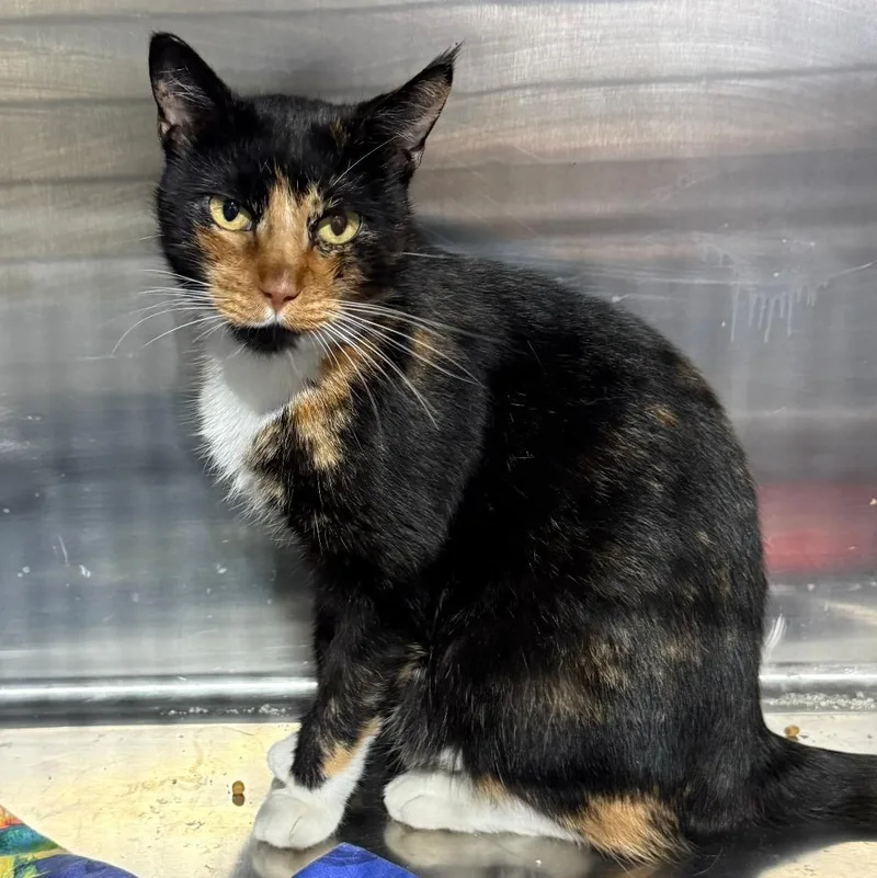 An adult medium-sized female Tortoiseshell Domestic Short Hair cat named Rosie for adoption in Gresham, WI
